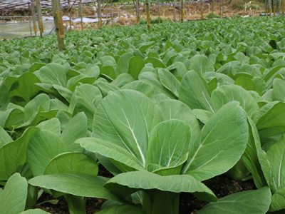 白世音农业创新科技种植小白菜