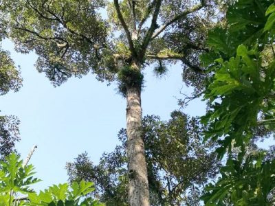 之后：榴櫣树生机勃勃，充满生命力