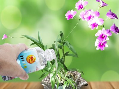 Dendrobium Niang Niang 胡姬花